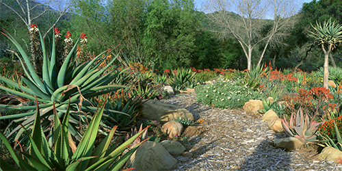 Garden at Ojai Water Efficient 500x250